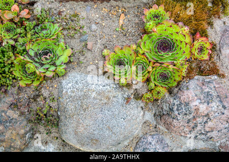 Stapel der große Granit Pflastersteine oder Felsbrocken überwachsen mit Moos, Flechten und Garten Pflanzen Sukkulenten. Nähe zu sehen. Stockfoto