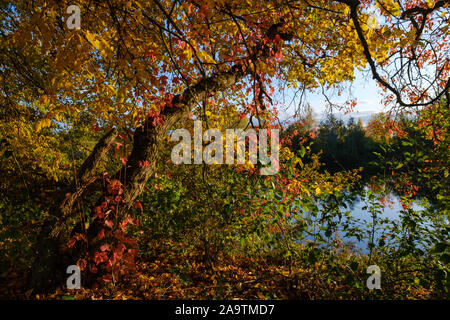 Mehrfarbiges Laub im Herbst. Bäume in Herbstfarben am Rande des Waldes. Stockfoto
