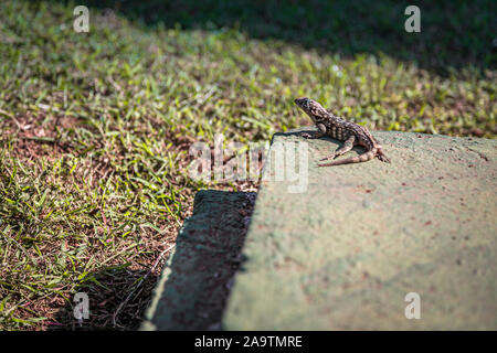 Kubanische curly tailed Lizard auf einem Felsen Stockfoto