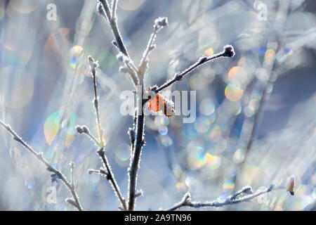 Niederlassungen und einem roten Herbst Blatt bedeckt mit Raureif, gegen einen verschwommenen Hintergrund mit mehrfarbigen lens flare Stockfoto