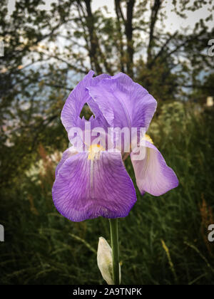 Single lila Snapdragon im Wald Stockfoto