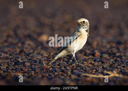 Wüste steinschmätzer - Oenanthe deserti songbird Zucht in der Sahara und den Norden der arabischen Halbinsel, Halbwüsten Zentralasiens in Pakistan und keine Stockfoto