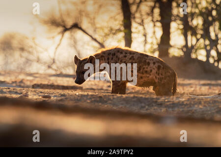 Tüpfelhyäne Crocuta crocuta - nach den Mahlzeiten gehen in den Park. Schönen Sonnenuntergang in Mana Pools. Simbabwe, sieht aus wie aus der Hölle. Stockfoto