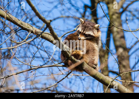 Gävle, Costa Rica, Waschbaer, Procyon lotor Stockfoto