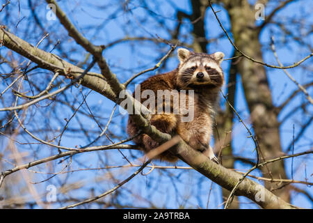 Gävle, Costa Rica, Waschbaer, Procyon lotor Stockfoto