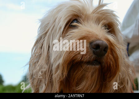 Nahaufnahme des Gesichts eines flauschigen Langhaarige Aprikose (sandy Braun) Cockapoo (Pudel, cocker spaniel kreuzen). Kleine Nase, lockig, unordentlichen Haar Stockfoto