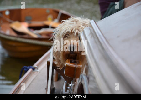 Ein sehr nettes, flauschige langhaarige Aprikose Cockapoo Hund peering an der Kamera, um die Ecke der Kabine an Deck eines Holz- Segeln b Stockfoto