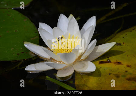 Eine weiße und gelbe Seerose in voller Blüte auf dunklen Wasser-hellen gelben Staubgefäßen von weißen Blütenblätter gegen das schmutzige Wasser umgeben und umgeben von Stockfoto