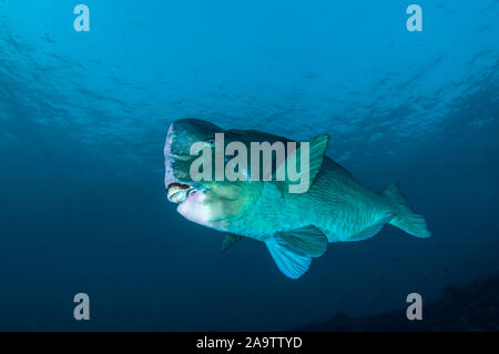 Büffelkopf Papageienfische, Bolbometopon muricatum, Tulamben, Bali, Indonesien Stockfoto