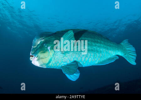 Büffelkopf Papageienfische, Bolbometopon muricatum, Tulamben, Bali, Indonesien Stockfoto