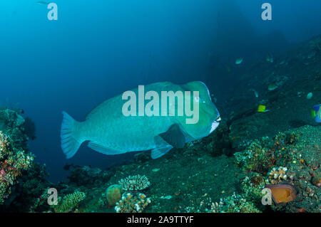 Büffelkopf Papageienfische, Bolbometopon muricatum, Tulamben, Bali, Indonesien Stockfoto