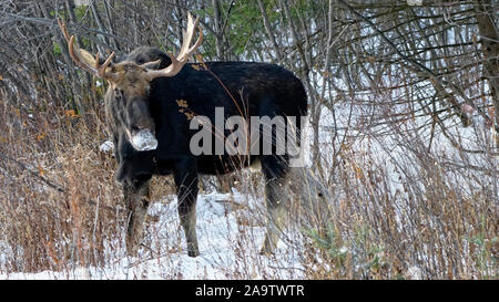 Elch mit Schnee Pulver auf seiner Schnauze, großen Geweih und dunklen Fell, suche Essen im verschneiten Wald im Winter Algonquin Provincial Park, Ontario, Kanada Stockfoto