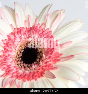 Schöne rosa und weißen Gerbera daisy flower Close up Stockfoto