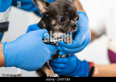 Ein professioneller Tierarzt schneidet die Krallen eines kleinen Hund der Rasse Chihuahua auf eine Manipulation Tabelle in eine Klinik. Pet Care Concept. Stockfoto