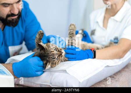 Professionelle ärzte Tierärzte durchzuführen Ultraschalluntersuchung der inneren Organe der eine Katze in einer Tierklinik. Stockfoto