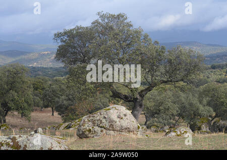 Öffnen eiche Woodland (Dehesas) in Azuel, Sierra Morena (Andalusien, Südspanien), einer der letzten Hochburgen der Iberische Luchs Stockfoto