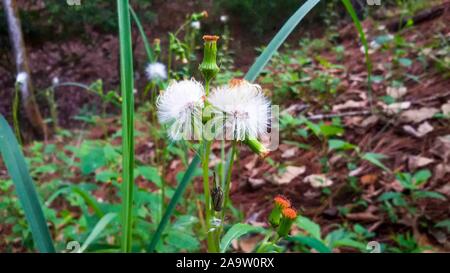 Schön und weiß gras Blumen, im Dschungel Stockfoto