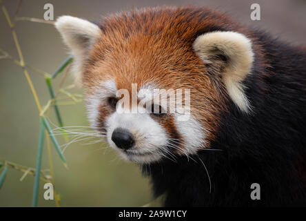 Ein gefährdeter roter Panda Stockfoto
