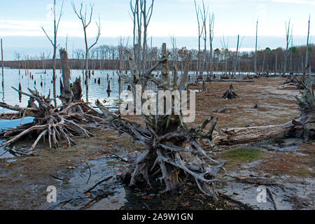 Tote Bäume mit freiliegendem Wurzelwerk Linie der Manasquan Stausee in Howell, New Jersey, 03. Stockfoto