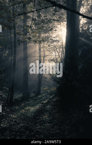 Ätherische Morgenlichtdurchfälle Durch Misty Autumn Forest Stockfoto