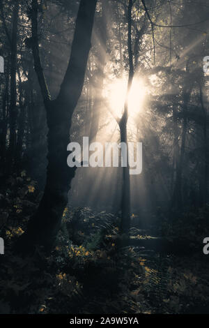 Ätherische Morgenlichtdurchfälle Durch Misty Autumn Forest Stockfoto