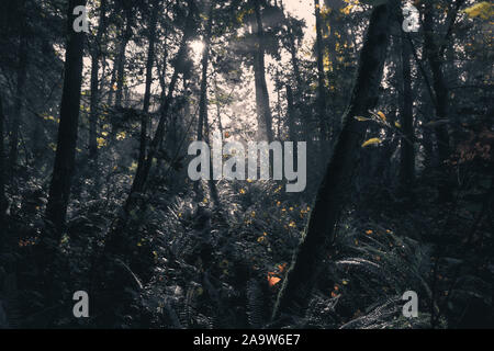 Ätherische Morgenlichtdurchfälle Durch Misty Autumn Forest Stockfoto