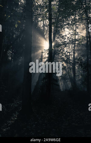 Ätherische Morgenlichtdurchfälle Durch Misty Autumn Forest Stockfoto