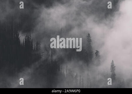 Sturmwolken und Nebel, die sich um die vulkanische Landschaft der North Cascades, Mount Rainier National Park, Washington, bewegen Stockfoto