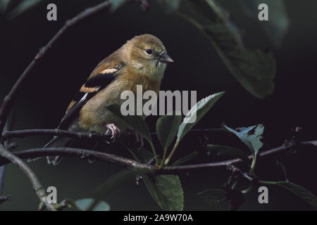 Nahaufnahme eines jungen weiblichen Goldfinchs Stockfoto