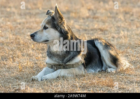 "Fiona", ein Husky Schäferhund mix, entspannt im Dog Park, als Sie Registerkarten auf der anderen Welpen hält. Stockfoto