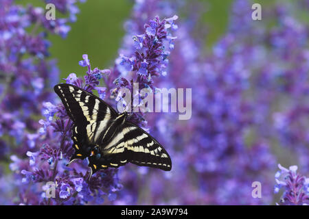 Tiger Schwalbenschwanz Schmetterling auf lila Blumen Stockfoto