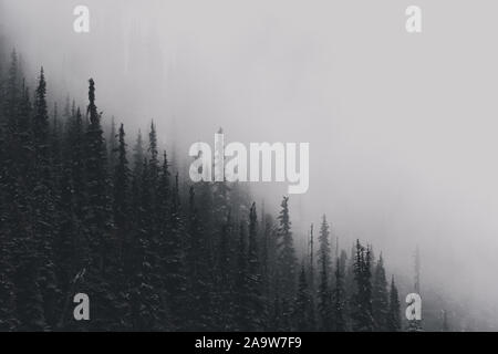 Misty Evergreens in der kanadischen Wildnis im Winter Stockfoto