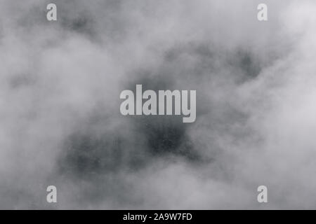 Misty Evergreens in der kanadischen Wildnis im Winter Stockfoto