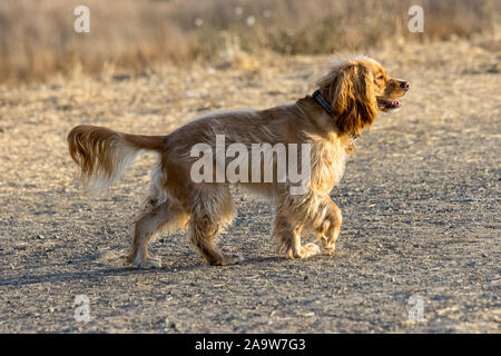 Petaluma, Kalifornien, USA. 16. November 2019. "Willow", ein Cocker Spaniel mix, genießt die Sonne auf einem klaren Herbstnachmittag. Quelle: Tim Fleming/Alamy Stockfoto