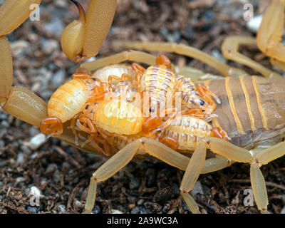 Weibliche Arizona Rinde scorpion, Centruroides sculpturatus, die neugeborenen Babys auf dem Rücken, close-up von der Seite. . Native zum Südwesten USA & Northwestern Stockfoto