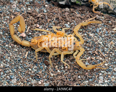 Weibliche Arizona Rinde scorpion, Centruroides sculpturatus, Babys, die auf der Rückseite, auf Sand, Seitenansicht Stockfoto