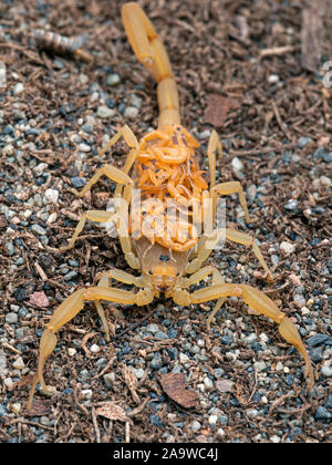 Weibliche Arizona Rinde scorpion, Centruroides sculpturatus, Babys, die auf der Rückseite, auf Sand, vertikal, von oben Stockfoto