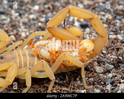 Weibliche Arizona Rinde scorpion, Centruroides sculpturatus, Babys, die auf der Rückseite, auf Sand, Seitenansicht. Native zum Südwesten USA und Nordwesten von Mexiko, ein Stockfoto