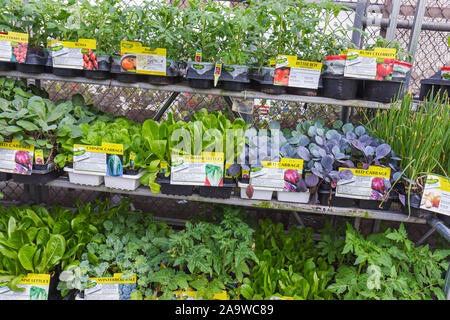 Miami Florida, Hialeah, Walmart, Shopping Shopper Shopper Shop Shops Markt Märkte Markt Kauf Verkauf, Einzelhandel Geschäfte Business-Unternehmen, g Stockfoto