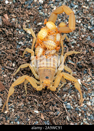 Weibliche Arizona Rinde scorpion, Centruroides sculpturatus, Babys, die auf der Rückseite, auf Sand, Seitenansicht. Native zum Südwesten USA und Nordwesten von Mexiko, ein Stockfoto