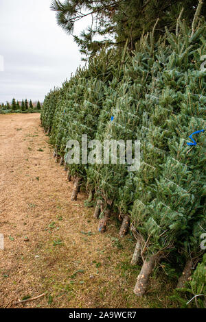 Green Valley Christmas Tree Farm fertig, Weihnachtsbäume aus Mosinee, Wisconsin, USA Auf 11/01/2019 senden Stockfoto