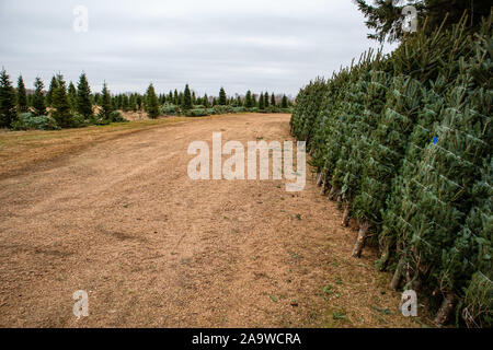 Green Valley Christmas Tree Farm fertig, Weihnachtsbäume aus Mosinee, Wisconsin, USA Auf 11/01/2019 senden Stockfoto