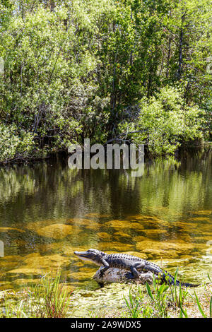 Florida the Everglades, Big Cypress National Preserve, US Highway Route 41, Tamiami Trail, Alligator, Ruhe, Sonne, FL100322012 Stockfoto