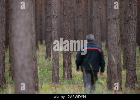 13 November 2019, Sachsen-Anhalt, Klüden: Holger Träbert, Ortsteil Förster, Spaziergänge durch einen Kiefernwald, der von der Nordwestdeutschen Forest Research Institute (NW-FVA) für den Waldbericht verwendet wurde. Foto: Klaus-Dietmar Gabbert/dpa-Zentralbild/ZB Stockfoto