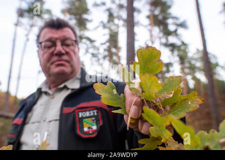 13 November 2019, Sachsen-Anhalt, Klüden: Holger Träbert, Förster des Bezirks, sieht die Blätter im Herbst einer Trauben-eiche zwischen Kiefern gepflanzt. Foto: Klaus-Dietmar Gabbert/dpa-Zentralbild/ZB Stockfoto