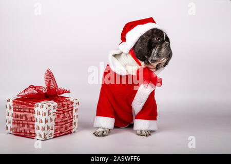 Hund in Santaclaus Kostüm und Hut mit einer Geschenkbox mit roter Schleife. Weihnachten und neues Jahr 2020 Symbol. Weihnachten Konzept Stockfoto