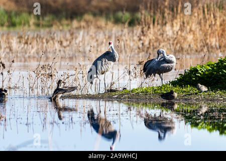 Weniger Kanadakranichen Überwinterung auf die Feuchtgebiete von Merced National Refuge, zentralen Kalifornien Stockfoto