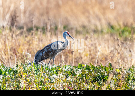 Weniger Sandhill Crane Überwinterung auf die Feuchtgebiete von Merced National Refuge, zentralen Kalifornien Stockfoto