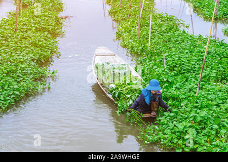 Frau Bauer Paddel in den Fluss morning glory für den Verkauf auf dem Markt zu sammeln. Morning Glory ist eine tropische Lebensmittel, enthält Vitamine und Nutrien Stockfoto