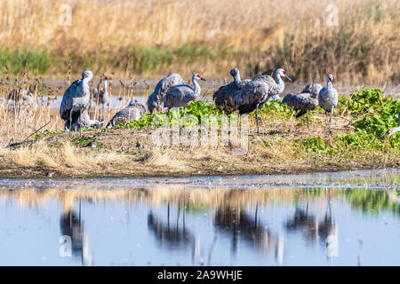 Weniger Kanadakranichen Überwinterung auf die Feuchtgebiete von Merced National Refuge, zentralen Kalifornien Stockfoto